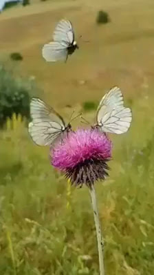 Liberacion De Mariposas Vivas Para Bodas Aripoza, Mariposas Vivas Para Eventos Sociales